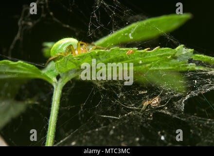 Due Ragni sulla foglia di lampone, un cetriolo ragno verde sul lato superiore e un foglio weaver sul lato inferiore Foto Stock