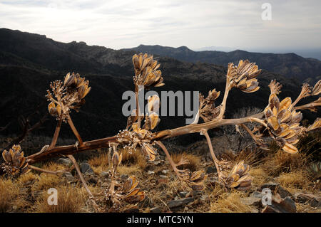 Gli alberi morti restano lungo la Arizona sentiero panoramico seguendo la Aspen Fire, Deserto Sonoran, Foresta Nazionale di Coronado, Santa Catalina Mountains, Mout Le Foto Stock