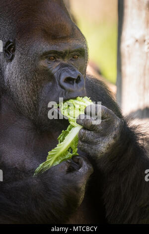 Western pianura gorilla ZSL London Zoo, UK. Close up dei maschi di silverback, Kumbuka mangiare le verdure Foto Stock