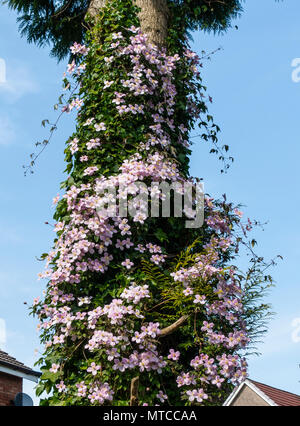 La clematide montana var rubens, self-aggrappati scalatore che fiori in tarda primavera, fioritura attorno al fusto di un albero di conifera, con un cielo blu backg Foto Stock