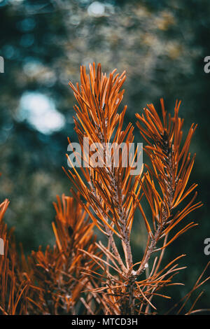 Orange aghi di pino asciutto in natura Foto Stock