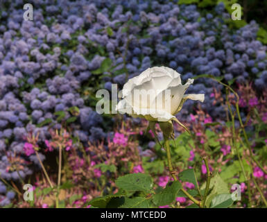 Margaret Merril rosa, vecchia varietà di rosa, molto profumata, ma incline a macchia nera e altre malattie, con il ceanothus thyrsifloro dietro. Foto Stock