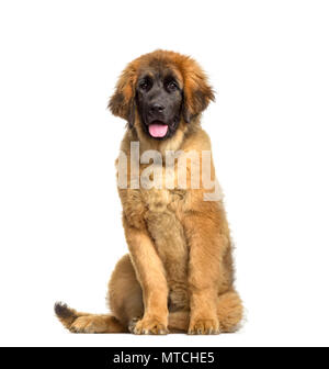 Leonberger cucciolo, 4 mesi di età, seduti contro uno sfondo bianco Foto Stock