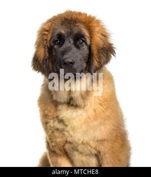 Leonberger cucciolo, 4 mesi di età, seduti contro uno sfondo bianco Foto Stock