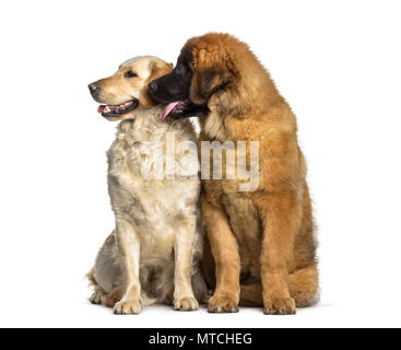 Leonberger cucciolo, 4 mesi di età e Labrador Retriever Cane , 1 anno di età, seduti contro uno sfondo bianco Foto Stock