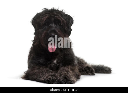 Bouvier des Flandres cane che giace contro uno sfondo bianco Foto Stock