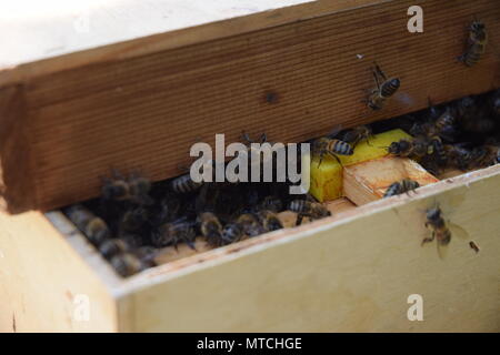 Uno sciame di api vengono raccolti in una scatola, in preparazione per il re-homing. WEST SUSSEX, 25 maggio 2018. Foto Stock