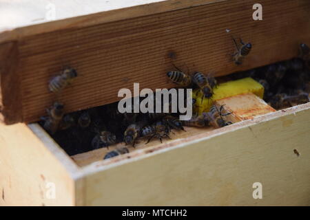 Uno sciame di api vengono raccolti in una scatola, in preparazione per il re-homing. WEST SUSSEX, 25 maggio 2018. Foto Stock