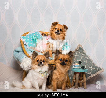 Chihuahua cani seduti intorno a sedia in studio, ritratto Foto Stock