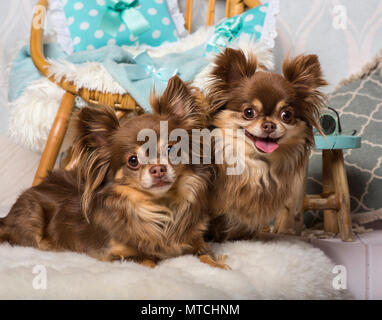 Chihuahua cani giacente su fur in studio seduto su una sedia in studio, ritratto Foto Stock