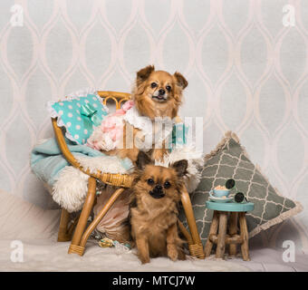 Chihuahua cani seduti intorno a sedia in studio, ritratto Foto Stock