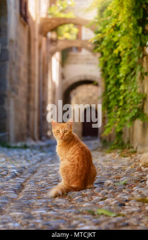Curioso lo zenzero cat seduto in un pittoresco antico vicolo di ciottoli con archi nella vecchia città medievale di Rodi, Dodecanneso, Grecia Foto Stock