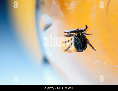 Macro shot del parassita mortale American Dog Tick Dermacentor coenobita intrappolato in una bottiglia di plastica Foto Stock