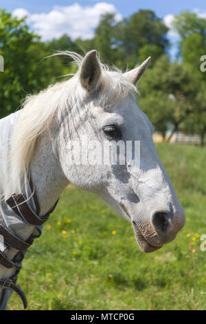 Close up ritratto della testa di cavallo bianco all'esterno guardando la fotocamera Foto Stock