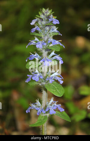 Bugle Ajuga reptans Foto Stock