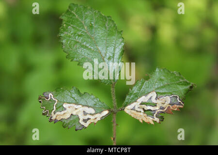 Miniere di foglia causato dal Rovo foglie Mining Moth Stigmella aurella Foto Stock