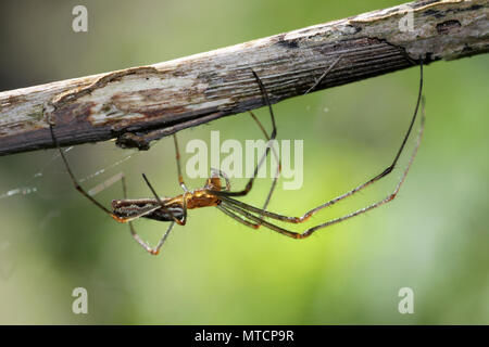 Tratto ombra Spider Tetragnatha montana Foto Stock