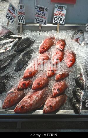 Portland, Maine, Stati Uniti d'America: filari di red snapper e Mar Nero bass per la vendita in un mercato coperto del pesce. Foto Stock