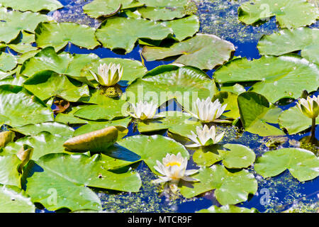 La principessa rana nel lago con ninfee in estate giornata di sole Foto Stock