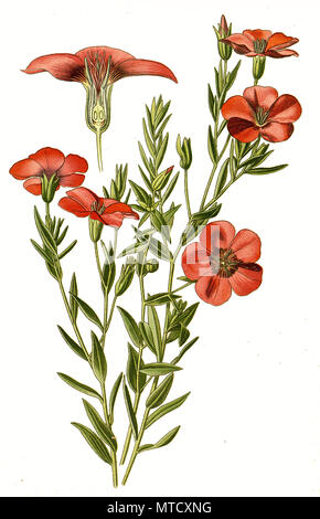 Linum grandiflorum, Giardino Lino, fioritura lino, rosso lino, scarlatto e di lino e cremisi di lino. Roter Lein, Prachtlein, digitale riproduzione migliorata da una stampa del XIX secolo Foto Stock