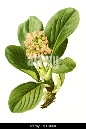 Saxifraga crassifolia, Bergenia crassifolia, spessa-lasciava Sassifraga, cuore-lasciava bergenia, heartleaf bergenia, pelle bergenia, inverno-blooming bergenia, elefante-orecchie di elefante orecchie, coreano elefante-ear, badan, pigsqueak siberiano tè e tè mongolo. Dickblatt-Bergenie, digitale riproduzione migliorata da una stampa del XIX secolo Foto Stock