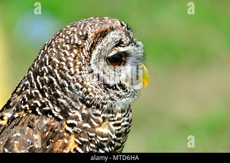 Chaco Allocco (Strix chacoensis) trovato in Bolivia, Paraguay occidentale e nord dell'Argentina. Captive Bird NEL REGNO UNITO Foto Stock