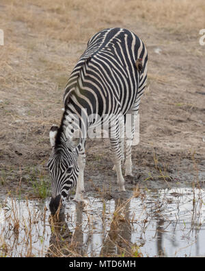 Un maschio di Zebra prendendo un drink in corrispondenza di un foro per l'acqua nella Sabi Sands Game Reserve Foto Stock