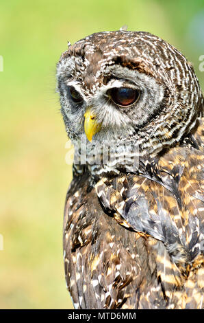 Chaco Allocco (Strix chacoensis) trovato in Bolivia, Paraguay occidentale e nord dell'Argentina. Captive Bird NEL REGNO UNITO Foto Stock