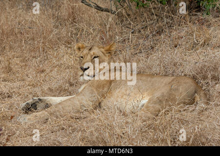 Una leonessa poltrire nella savana erba a Sabi Sands Game Reserve Foto Stock