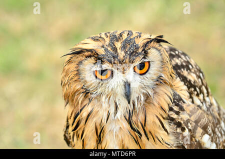 Indian Rock Owl / Indian Eagle-Owl / Rock Eagle-Owl o Eagle-Owl bengala (Bubo bengalensis) subcontinente indiano: Captive Bird, REGNO UNITO Foto Stock