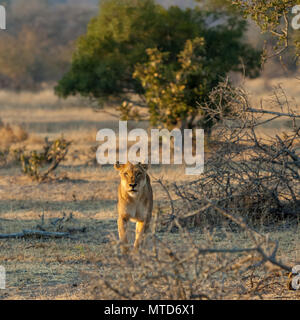 Leonessa a caccia nella luce del mattino a Sabi Sands Game Reserve Foto Stock