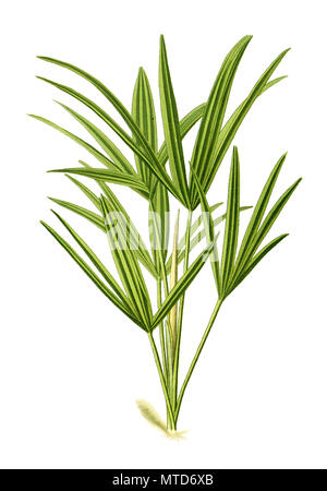 Trachycarpus excelsus, Rhapis excelsa, Cinese windmill palm, Chusan palm. Chinesische Hanfpalme, digitale riproduzione migliorata da una stampa del XIX secolo Foto Stock