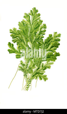 Selaginella martensii, variegato spikemoss, Martens spike moss, digitale riproduzione migliorata da una stampa del XIX secolo Foto Stock