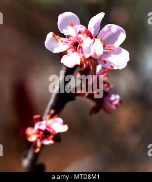 La fioritura dei ciliegi in fiore Foto Stock