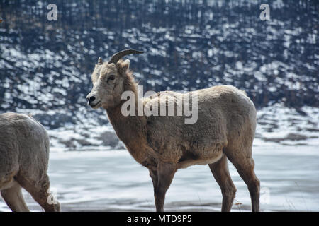 Un allevamento di capre accanto a un lago nelle montagne rocciose. Foto Stock