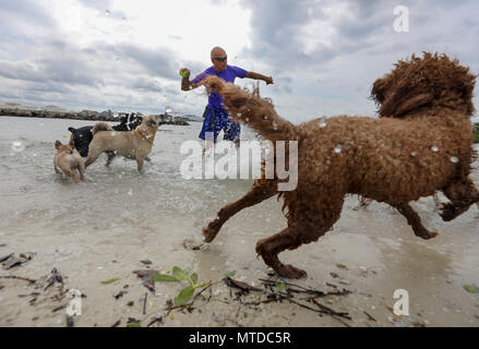 Tampa, Florida, Stati Uniti d'America. 29 Maggio, 2018. CHRIS URSO | Orari.addestratore di cani e walker, George Gagalis, 68, di Hyde Park si prepara a lanciare una palla da tennis come più cani attendere in previsione vicino al bordo dell'acqua Martedì, 29 maggio 2018 presso il dog park situato lungo le isole di Davis a Tampa. Nonostante le proiezioni di acquazzoni torrenziali e le inondazioni, una bassa pressione di vuoto aspirato alcuni aria secca, strozzatura Alberto la pioggia del motore e dello sterzo in modo da allontanarlo dal Tampa Bay. Credito: Chris Urso/Tampa Bay volte/ZUMA filo/Alamy Live News Foto Stock