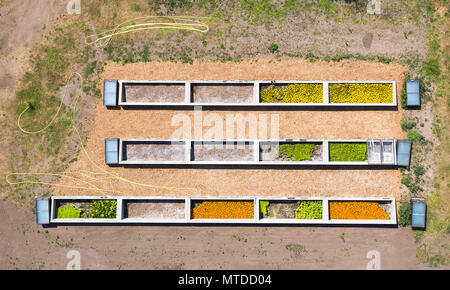 28 maggio 2018, Germania, Mosigkau: fiori colorati in telai a freddo presso il vivaio di Palazzo Mosigkau (Schloss Mosigkau) - presa con un drone. Il labirinto e il palazzo appartiene al patrimonio mondiale dell'UNESCO 'Dessau-Woerlitz Garden Realm'. Il palazzo, che fu costruito a partire dal 1752-1757, servita come una residenza estiva per Anna Wilhelmine di Anhalt-Dessau. Foto: Jan Woitas/dpa-Zentralbild/dpa Foto Stock