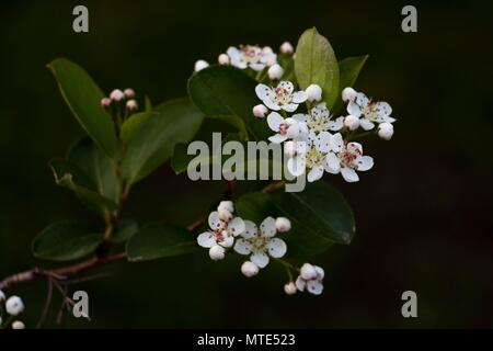 Black chokeberry fiori su blackground scuro Foto Stock