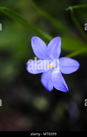 Bossier la gloria-della-Neve o Lucile la gloria-di--neve (Scilla luciliae) Foto Stock