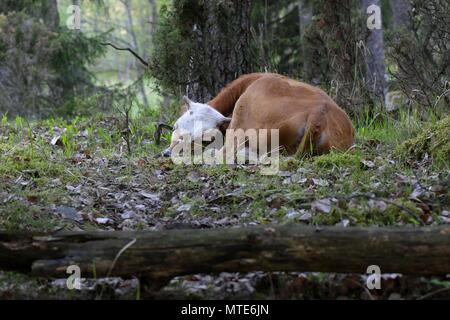 Vitello in appoggio su un pascolo di foresta in Finlandia. Foto Stock