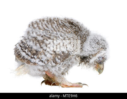 Il bambino piccolo gufo, 4 settimane di età, Athene noctua, di fronte a uno sfondo bianco Foto Stock