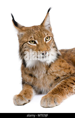 Eurasian, Lynx Lynx lynx, 5 anni, seduto di fronte a uno sfondo bianco, studio shot Foto Stock