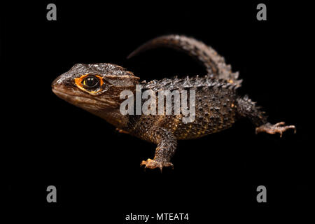 Tribolonotus gracilis / Crocodile skink Foto Stock