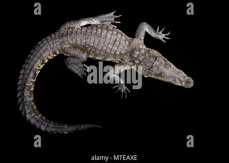 Crocodylus morelettii / morelets coccodrillo Foto Stock