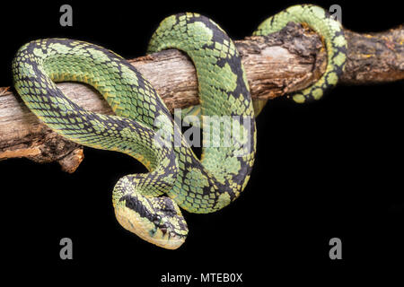 Trimeresurus trigonocephalus / dello Sri Lanka rattlesnakes Foto Stock