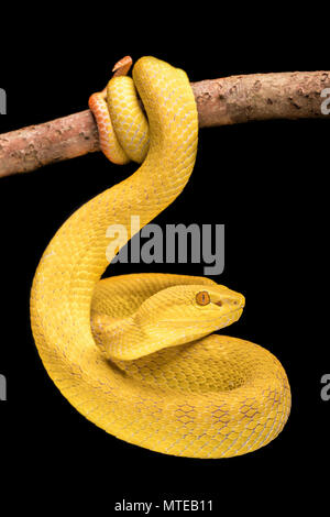 Trimeresurus albolabris insularis / bianco-Isola a labbro rattlesnakes Foto Stock