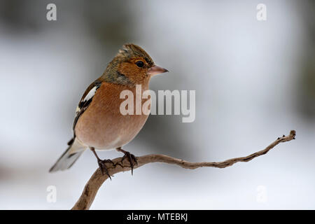 Comune (fringuello Fringilla coelebs) si siede su un ramo, maschio, Tirolo, Austria Foto Stock