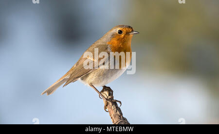 Unione robin (Erithacus rubecula) si siede su un ramo, Tirolo, Austria Foto Stock