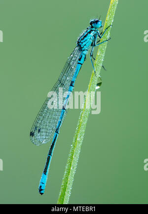 Azure damselfly (Coenagrion puella) siede sulla coperta di erba con rugiada di mattina, maschio, Burgenland, Austria Foto Stock