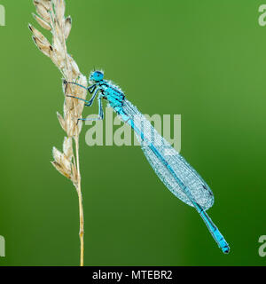 Azure damselfly (Coenagrion puella) siede su erba orecchio coperto con dewdrops, maschio, Burgenland, Austria Foto Stock